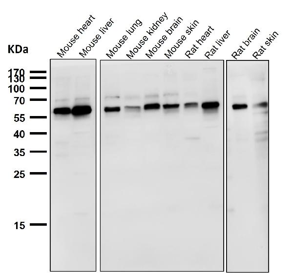 WB - Anti-NOX4 Rabbit Monoclonal Antibody ABO13341